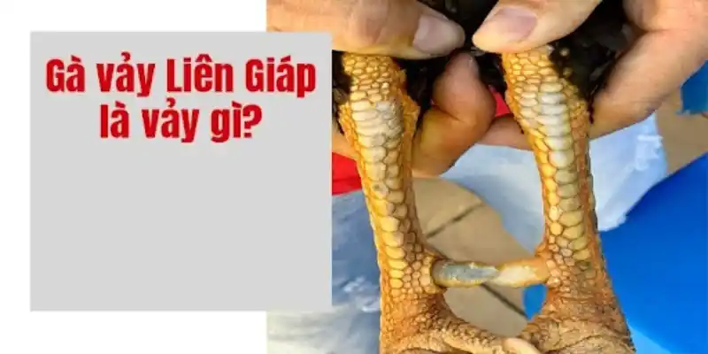 Vảy liên giáp là gì?